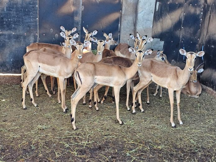 IMPALA | 2 x DE KOK & 8 x MABALINGWE