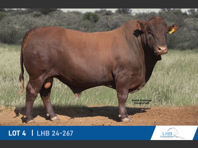 LHB240267 | LEEUHEUWEL BOERDERY (EDMS) BPK