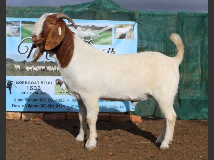 1633 25 0921 | Mon Desir Boergoats