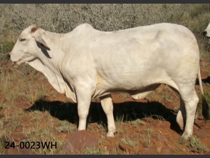 24-0023WH | SWARTRANTE BRAHMANE