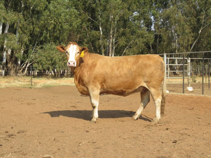 REG21455 | C RAUTENBACH