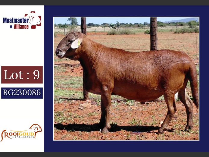 N3252 | Rooigoud Meatmasters