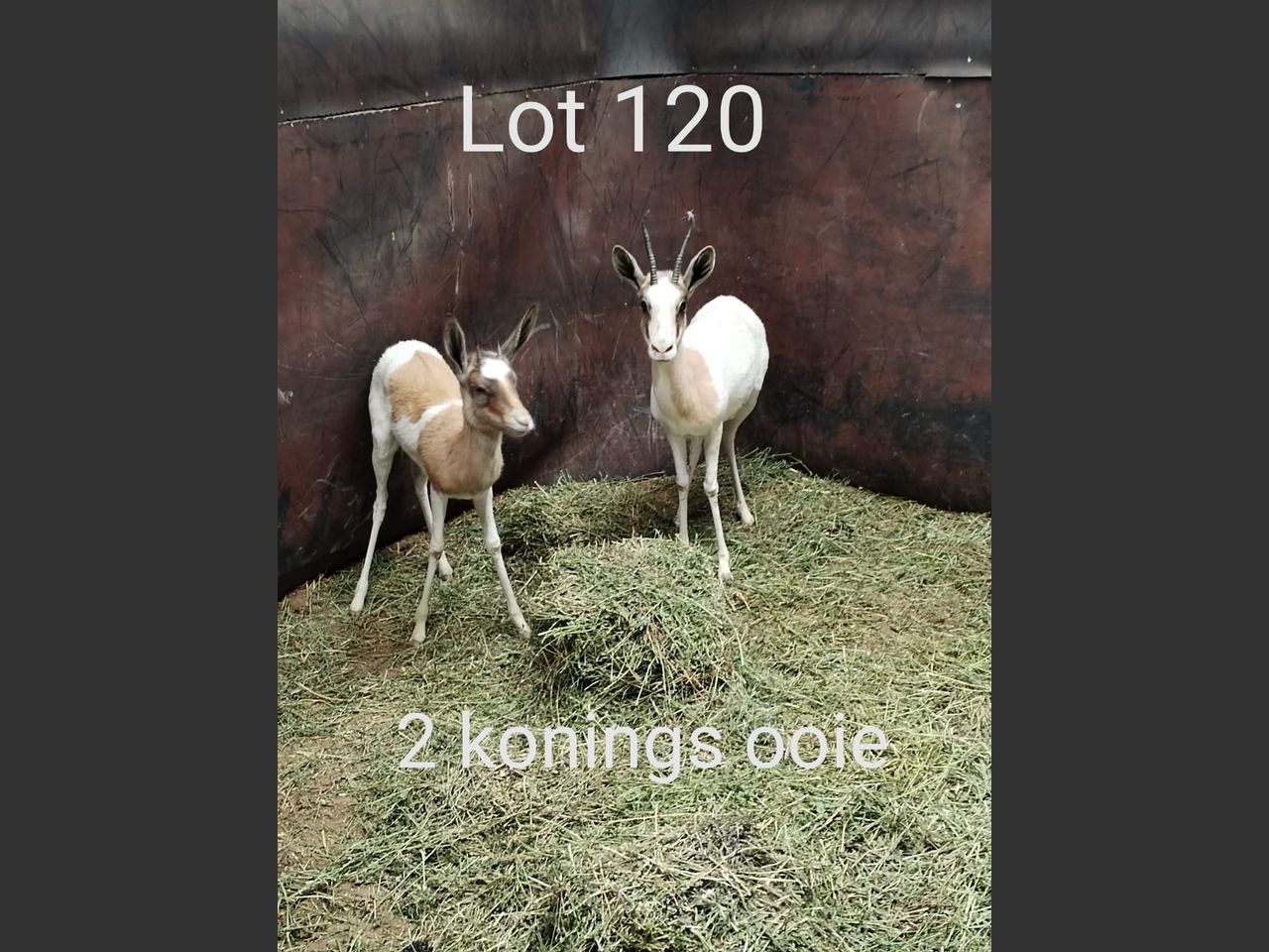 images
