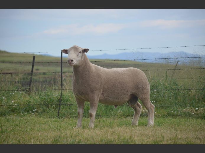 T 240524 | TWEE BROERS DORMER STOET