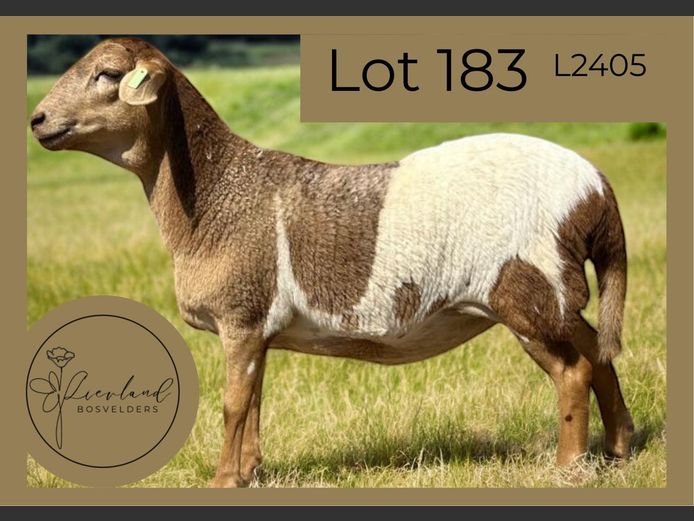 L2405 | LIEVLAND BOSVELDERS