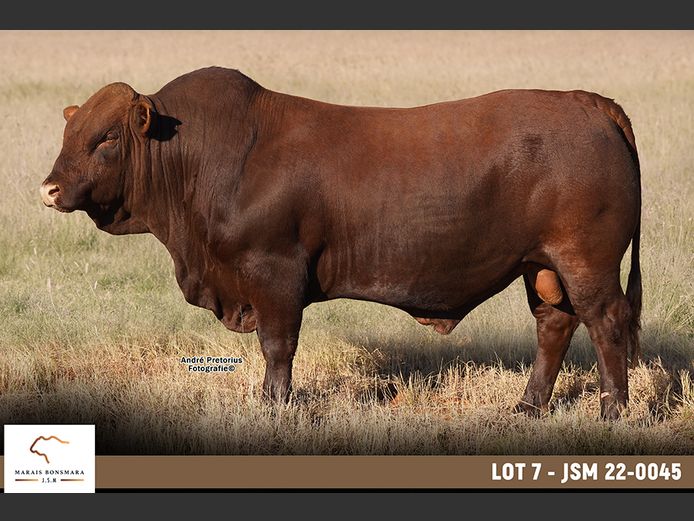 JSM220045 | MARAIS BONSMARAS