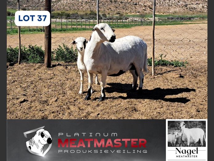 NM23 4057 | Hein Nagel - Nagel Meatmasters, Ladismith WK
