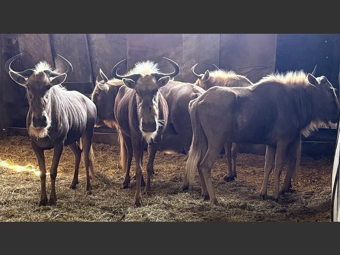 Goue Wildebees Koeie