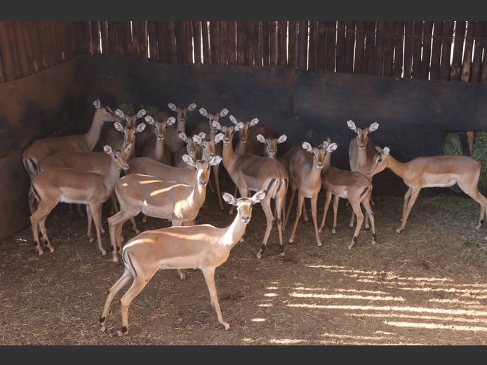 Rooibokke