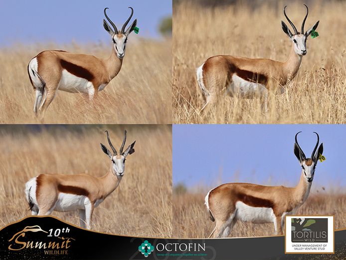 12"+ Springbok Ewes ILT 20 4/8" Twentyman Jones	