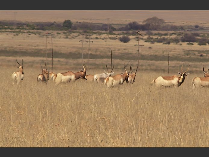 SAALRUG BLESBOK