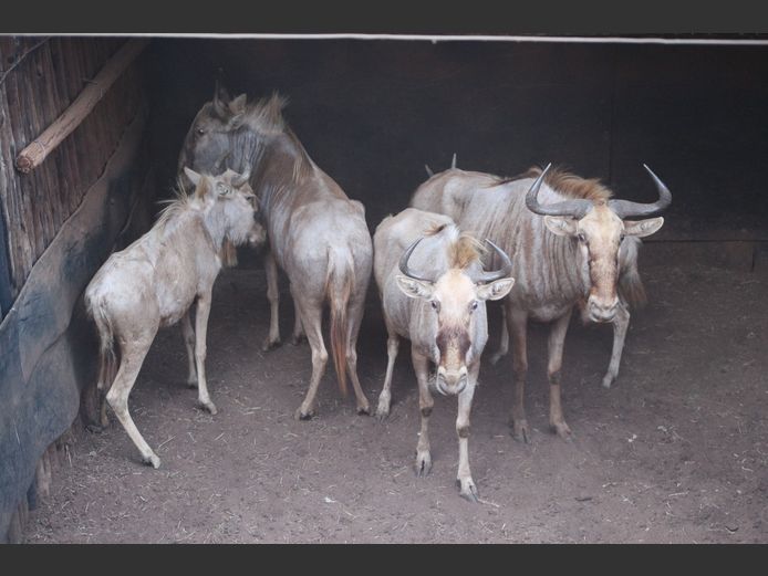 GOUE WILDEBEES