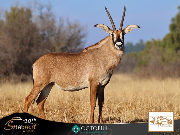 27 6/8" Roan Cow ICT 36" Geronimo