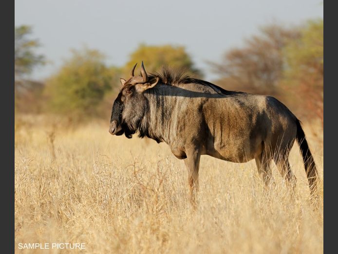 BLUE WILDEBEEST | GOLDEN GAME WILDLIFE