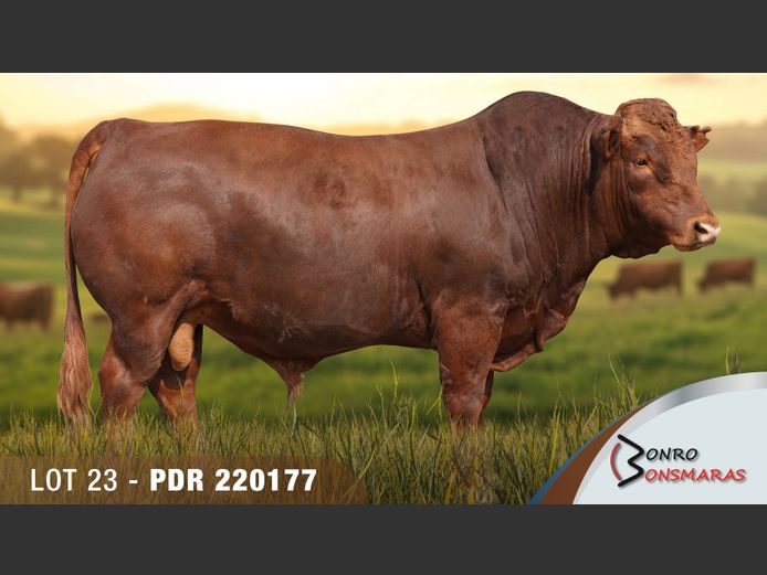 PDR 220177 | BONRO BONSMARAS
