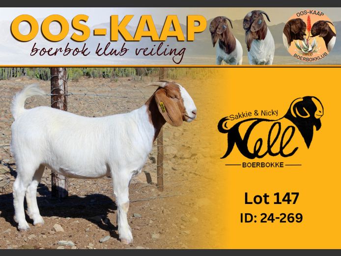 24-269 | Sakkie en Nicky Nell Boerbokke