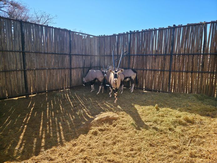 GEMSBOK | HANLEY 2