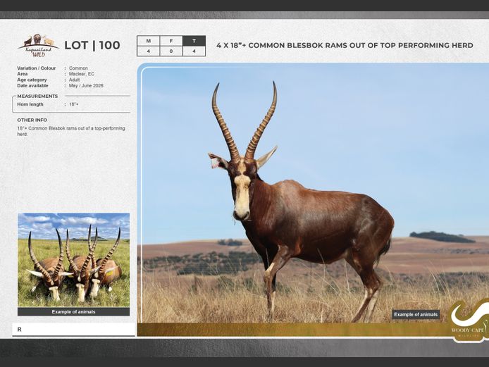 Blesbok - Common | Masizakhe Farming