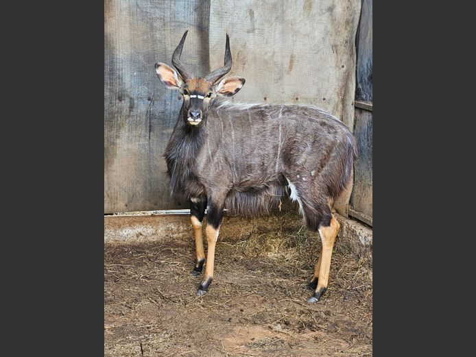 NYALA | BUFFELSPOORT
