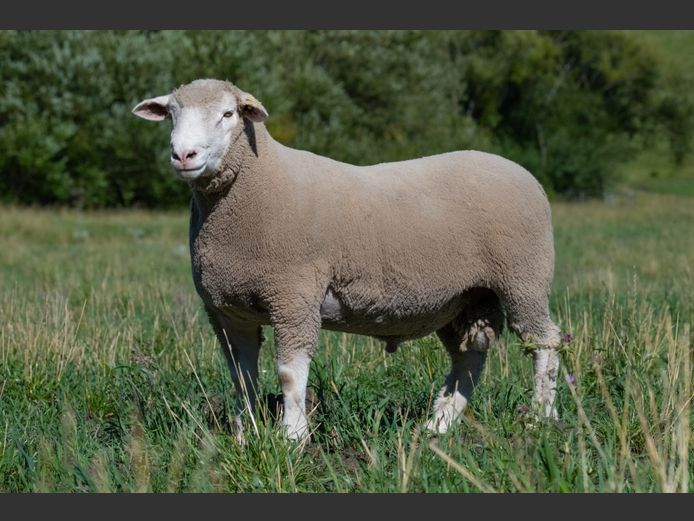 MS 240012 | J.L. DU RANDT