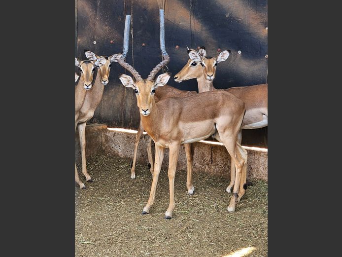 IMPALA | LIMPOPO STUD GAME