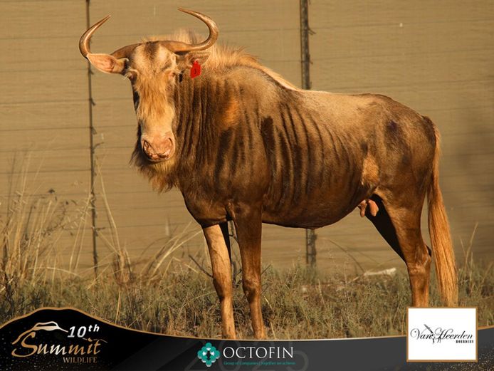 22 1/8" King Wildebeest Cow