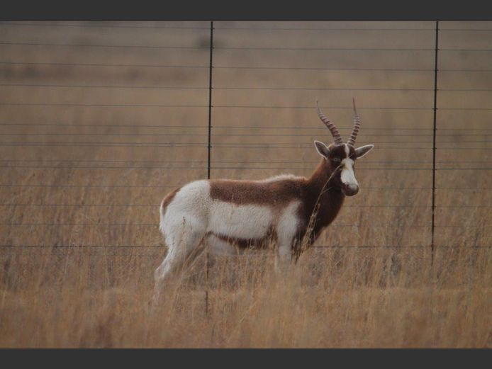 Blesbok Saddleback | Dries Minnaar 
