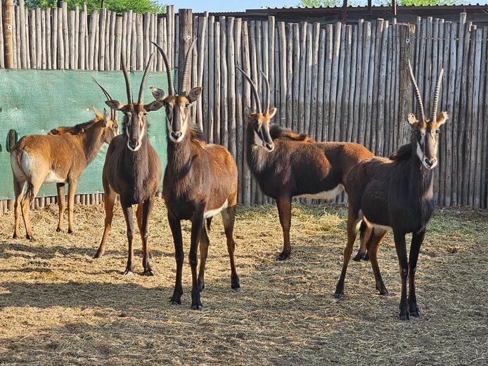 SABLES | DE KOCK BDY