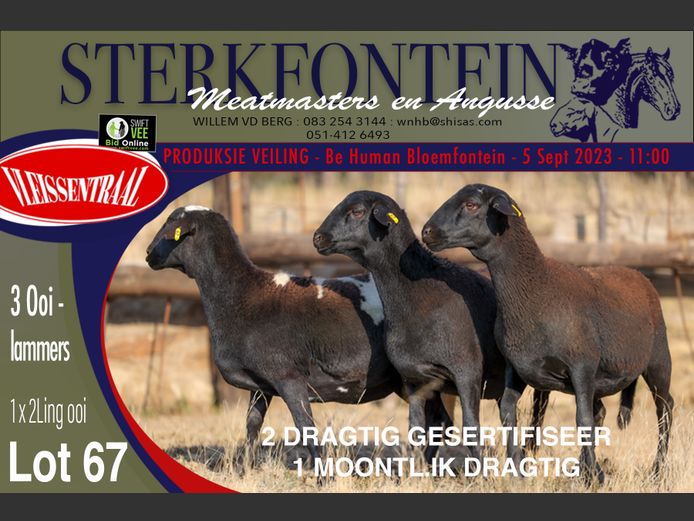 Ewes | Sterkfontein Meatmasters