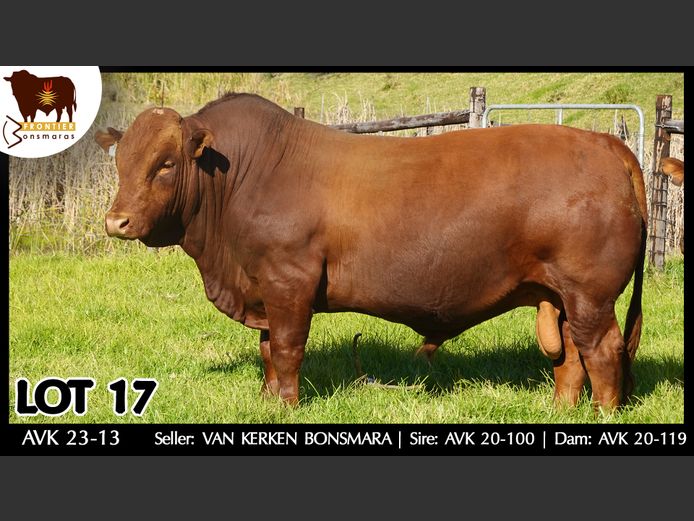 AVK 230013 | VAN KERKEN BONSMARA