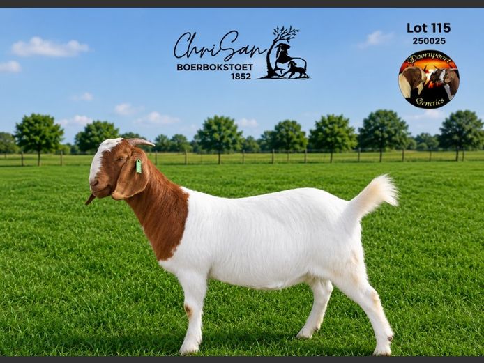 1852250025 | CHRISAN BOERBOKSTOET