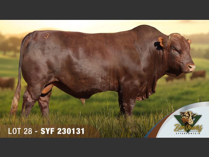 SYF230131 | SYFERFONTEIN BOERDERY