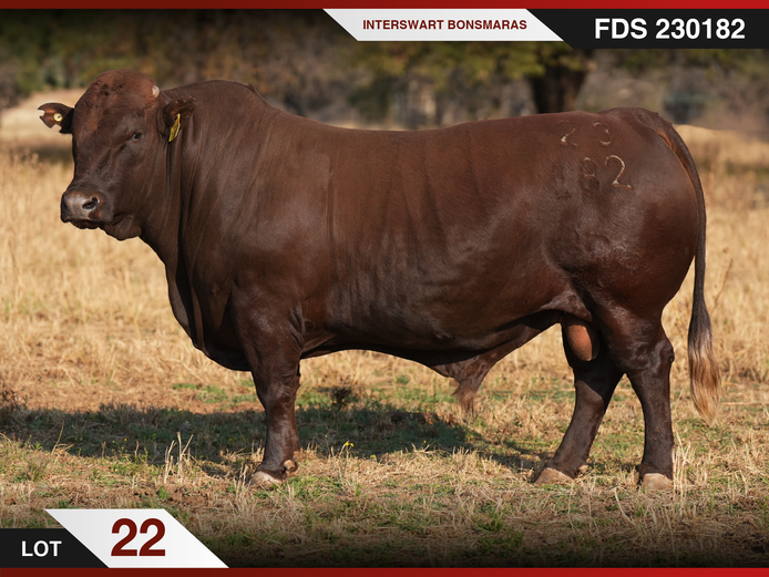 FDS 230182 | INTERSWART INGDIENSTE EDMS BPK