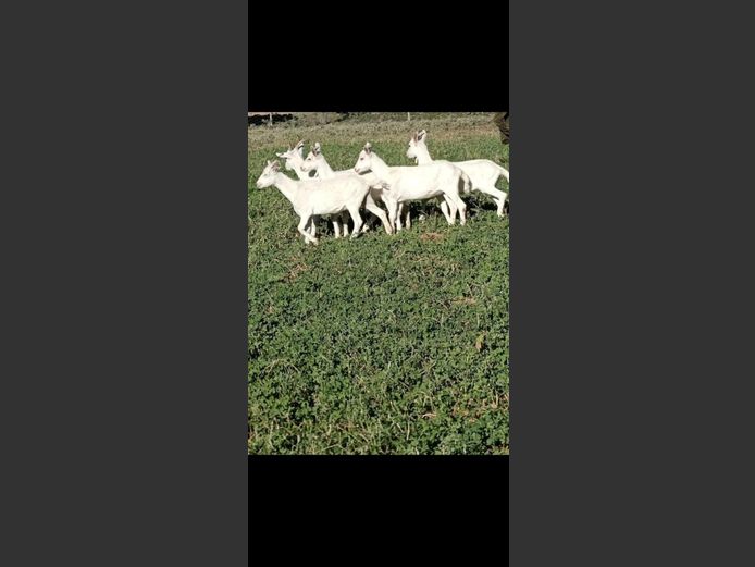5 Saanen Goat Ewes.  | Doorndraai Farm