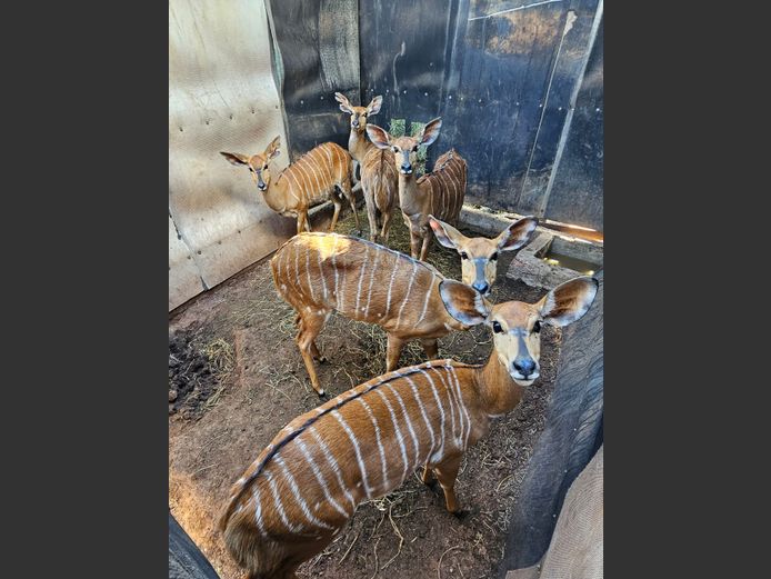 NYALA | BUFFELSPOORT (2) & MARBASHOEK (3)