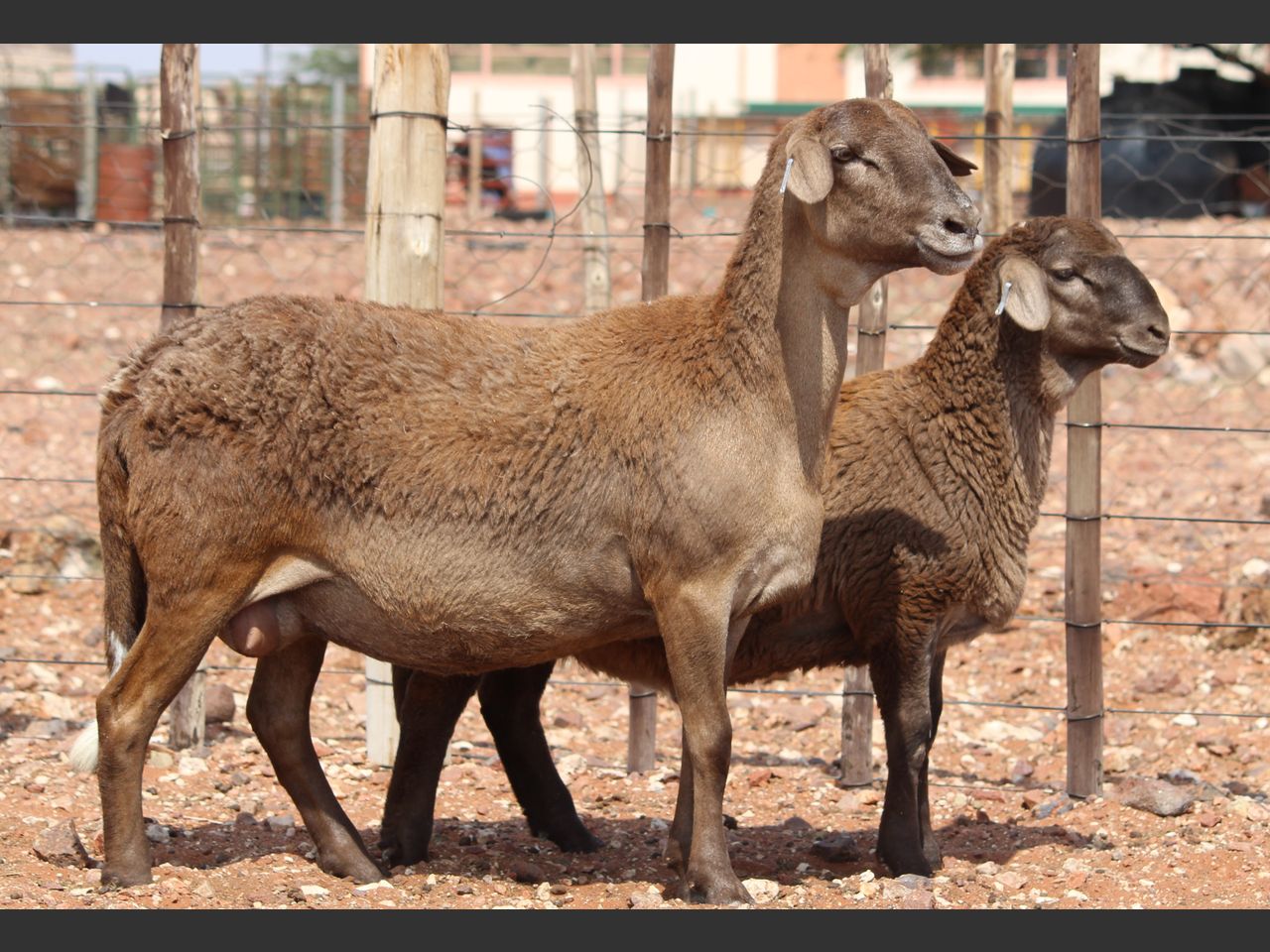 Lot 108A | KALAHARI KAROO MEATMASTER GROEP 38STE VEILING | SwiftVEE ...
