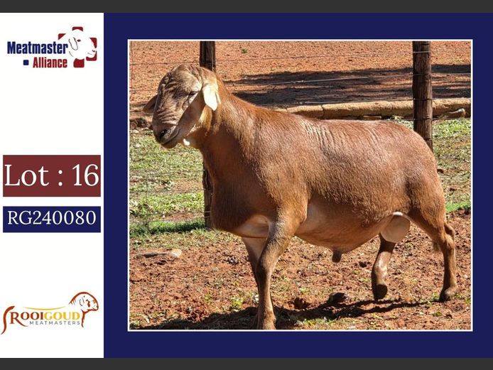 4196 | Rooigoud Meatmasters