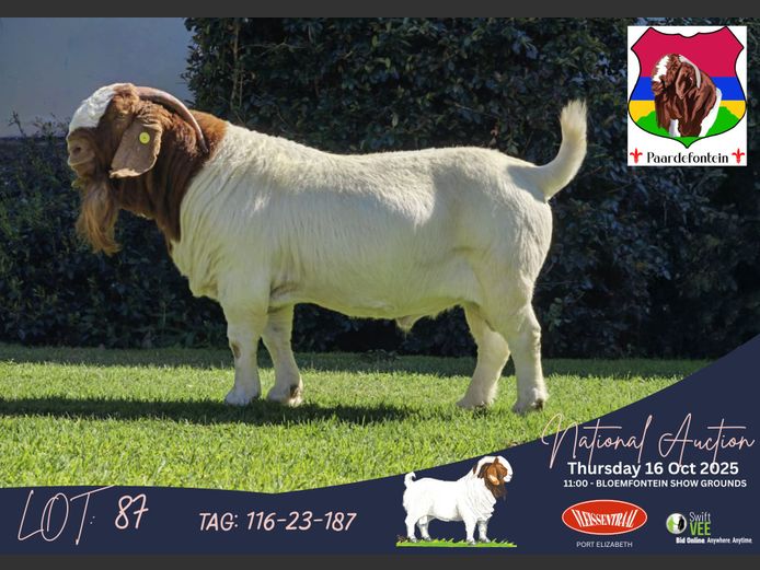 116-23-187 | SW Malan (Paardefontein)