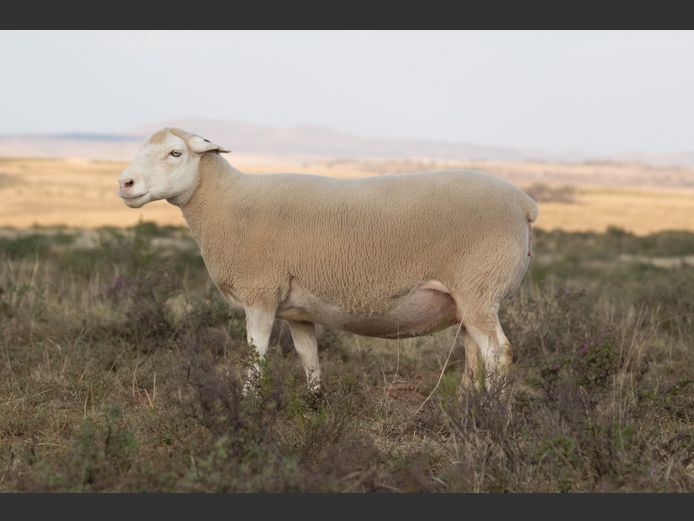 DZ210004 | 2 STEYNS BOERDERY