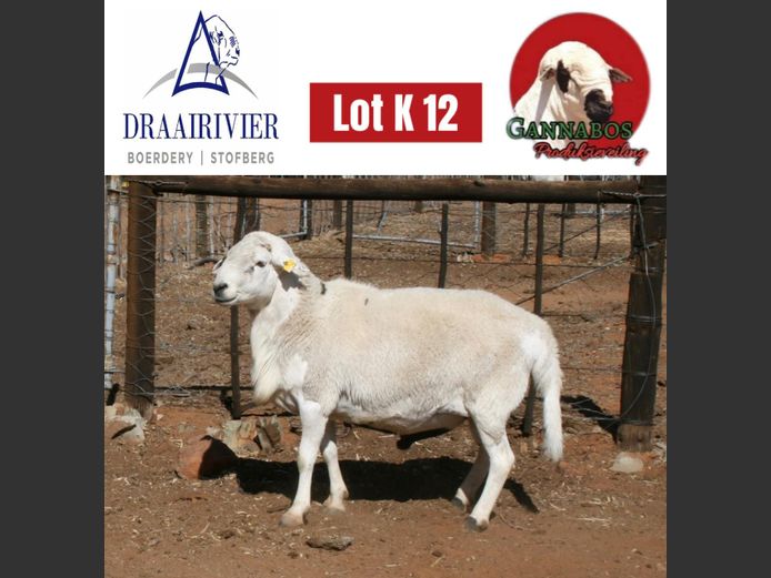 Commercial Ram | Draairivier Boerdery