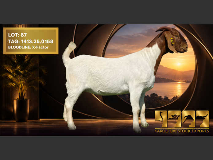 1413 25-0158 | Karoo Livestock