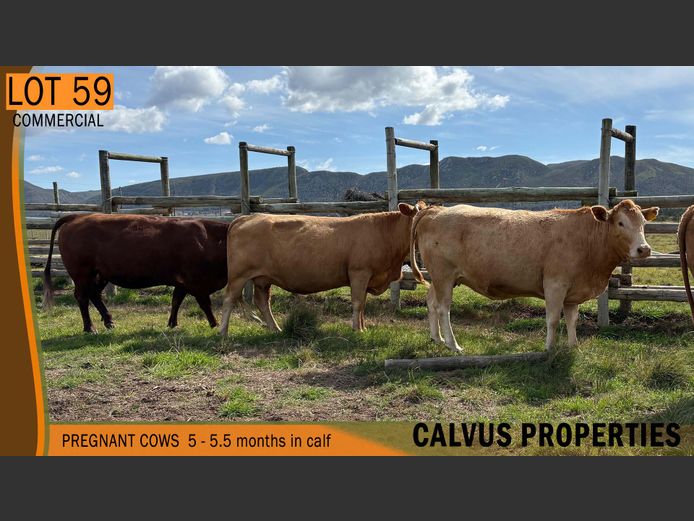 Commercial Animals | CALVUS PROPERTIES