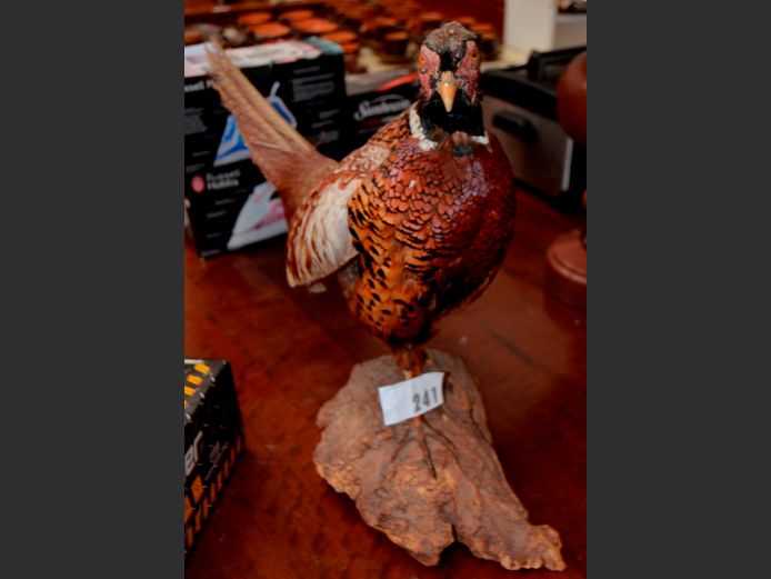 TAXIDERMIED PHEASANT, 75cm long x 48cm High