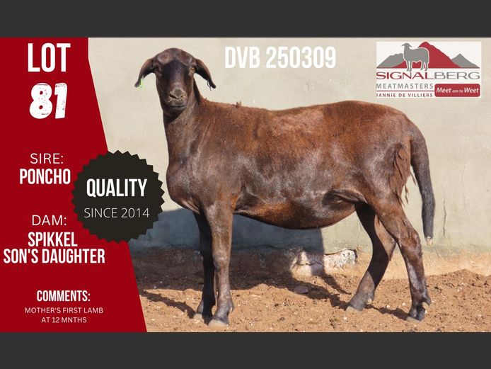 DVB 250309 | SIGNALBERG MEATMASTERS