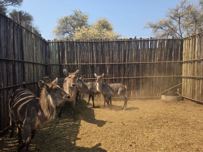 WATERBOK | HANLEY
