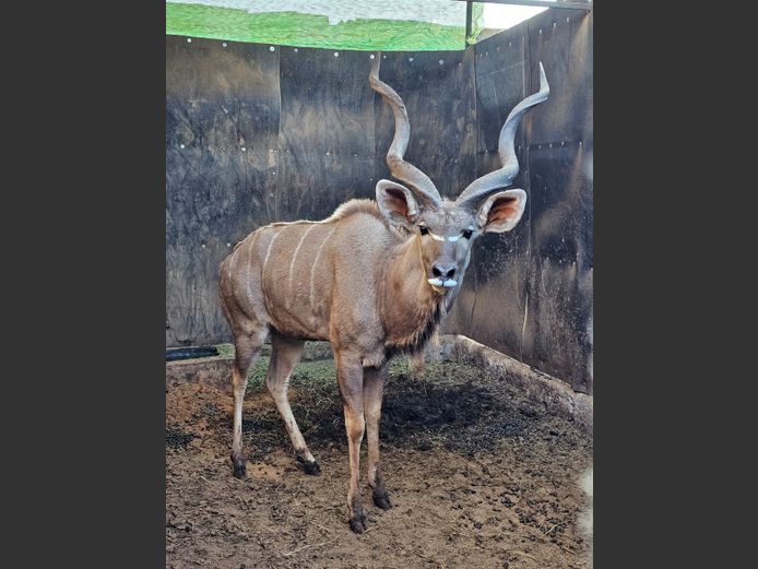 KUDU | KRUISRIVIER