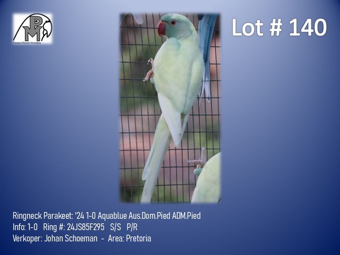1-0 '24 Ringneck Parakeet: Aquablue Aus.Dom.Pied ADM.Pied - Johan Schoeman