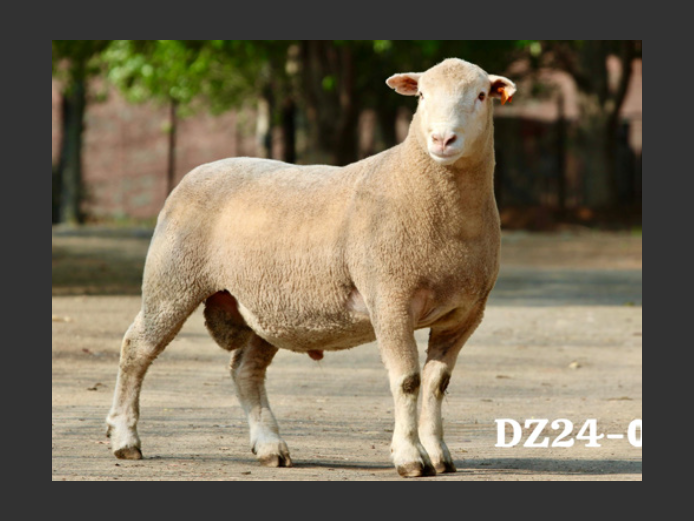 DZ  240045 | 2 STEYNS BOERDERY