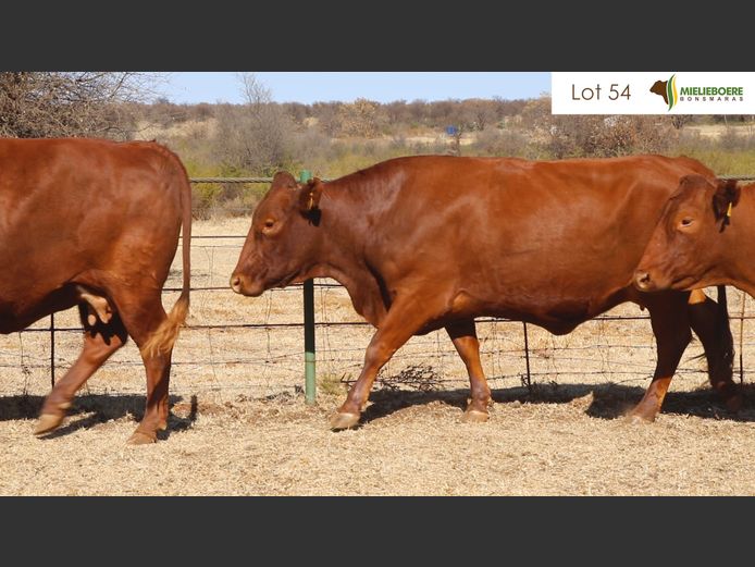 Kommersiële Vroulike Diere