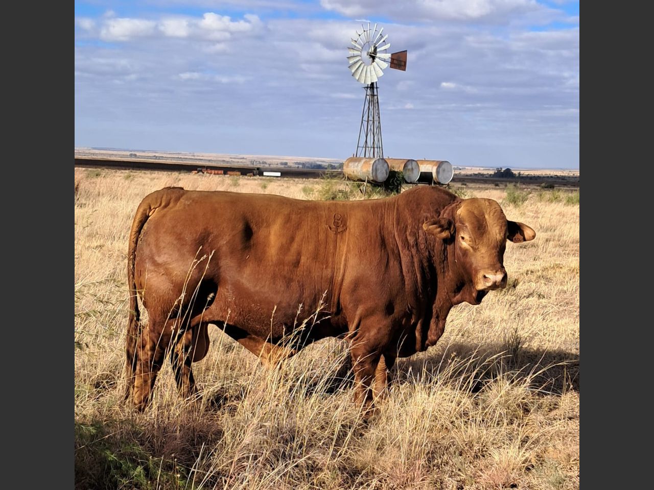 Lot 12 | NASIONALE BEEFMASTER VEILING | SwiftVEE | South Africa’s ...
